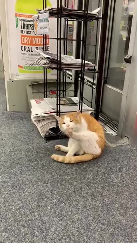 cvs cat