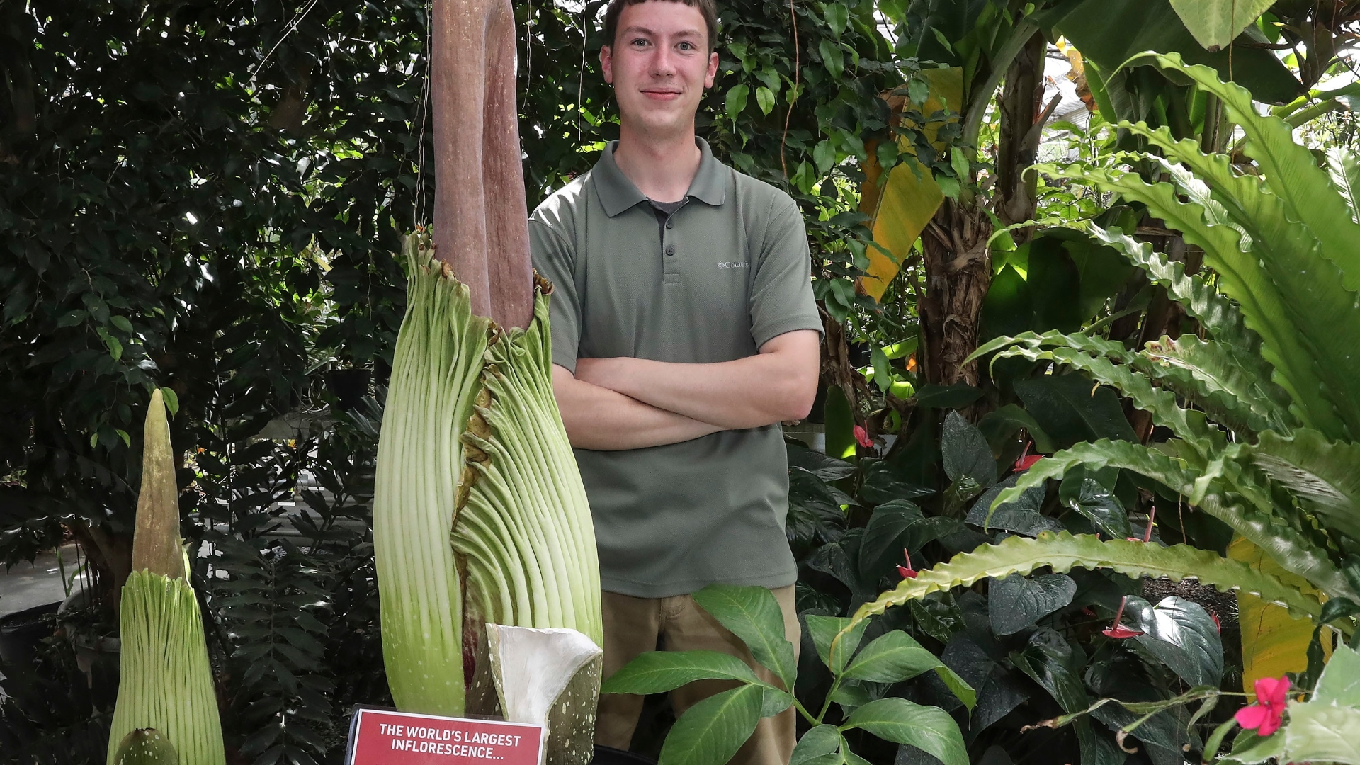 Endangered Corpse Flower Blooms At Temple University Ambler