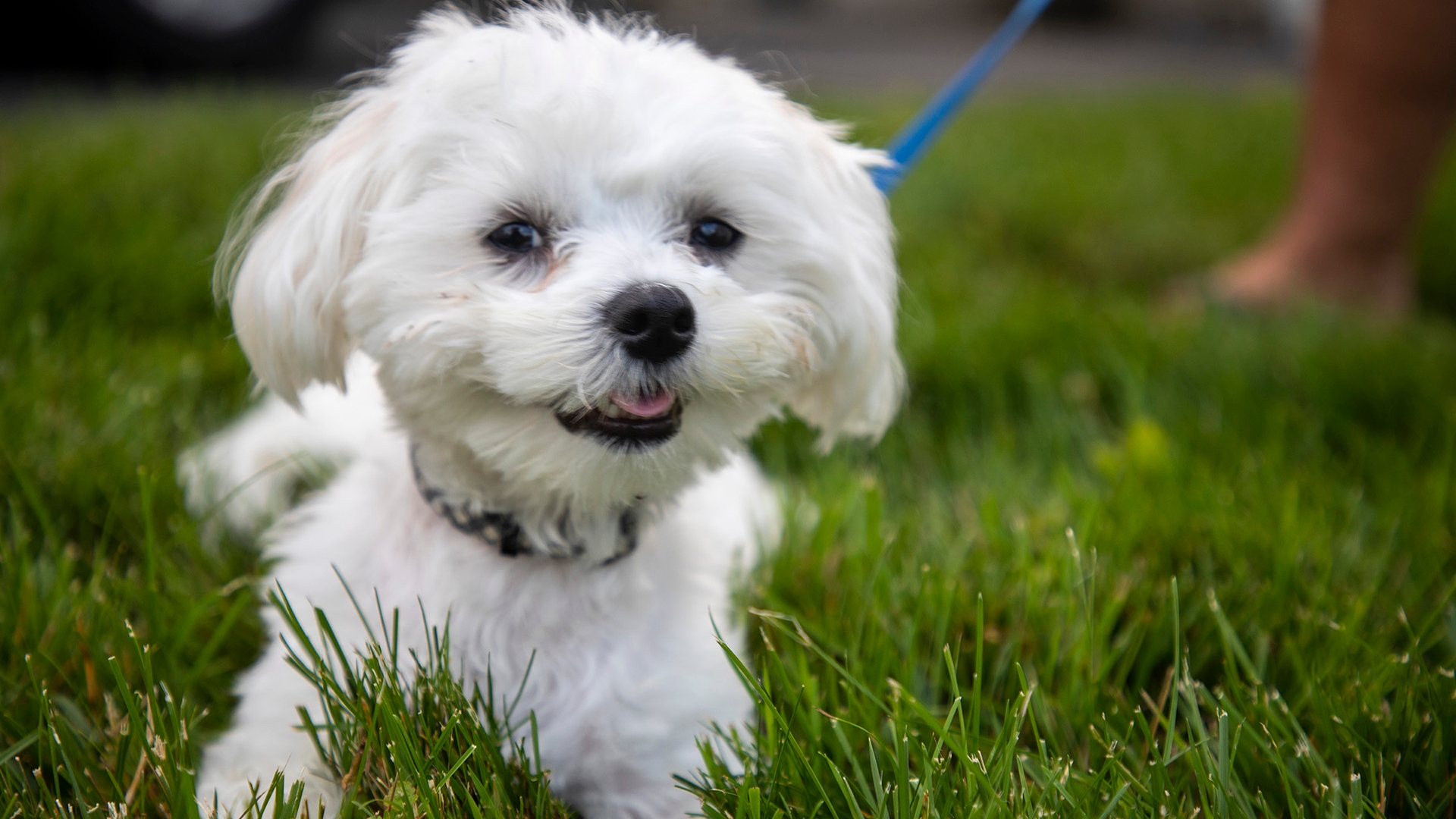 Pet leasing is real and can catch owners by surprise. New Jersey lawmakers  want to ban it.