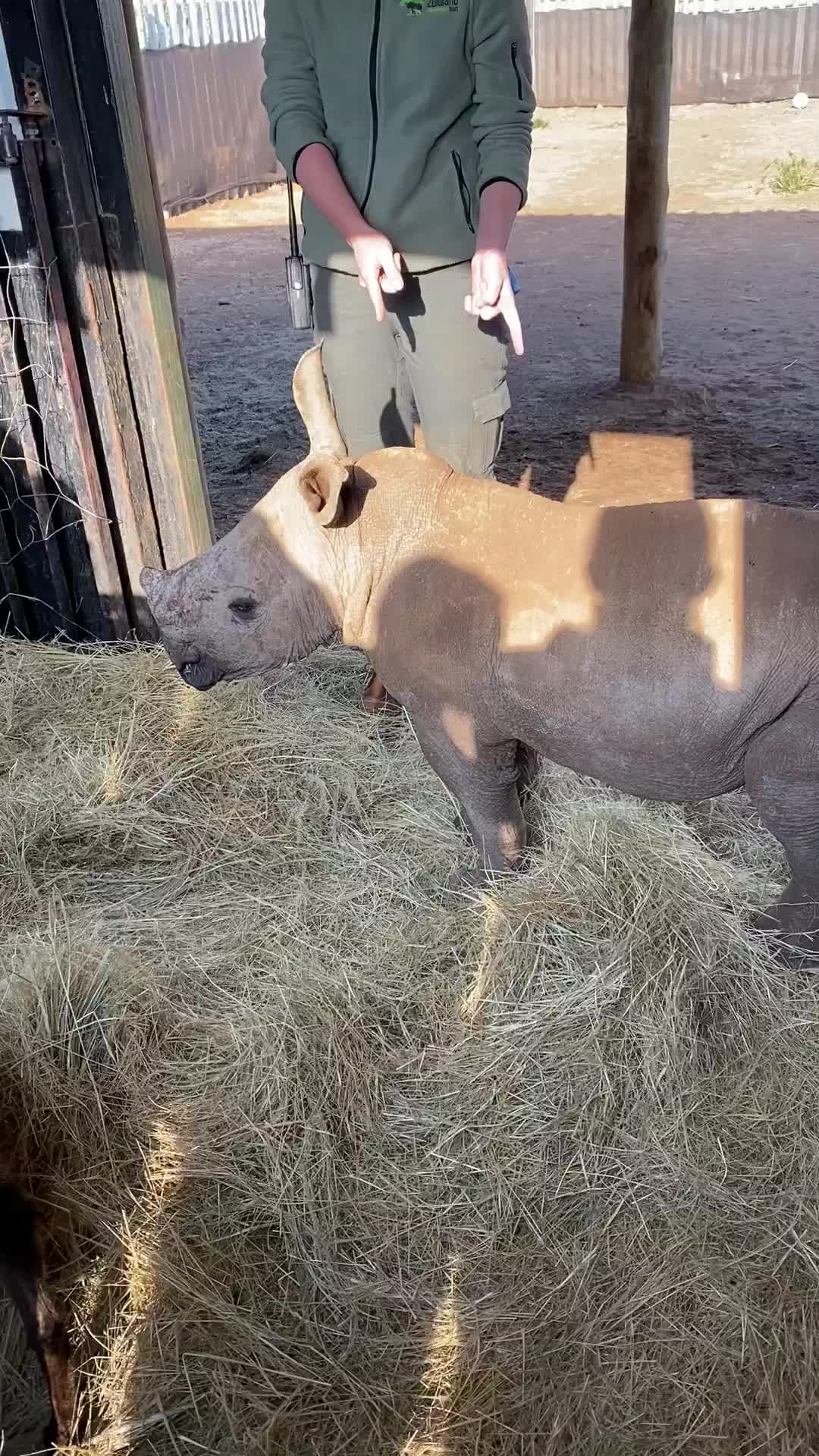 Rhino rescue: Endangered mammals treated to a breathtaking ride to safety  from the clutches of poachers